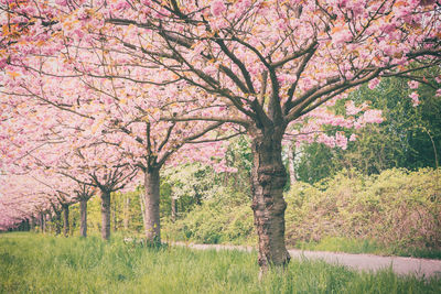 Trees growing in park