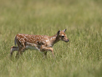 Side view of deer on field