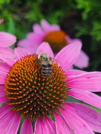 Close-up of honey bee on pink flower