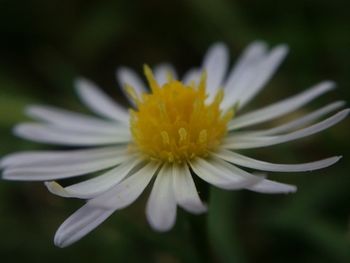 Close-up of yellow flower blooming outdoors