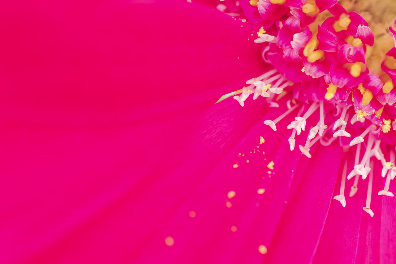 CLOSE-UP OF PINK FLOWER PETAL