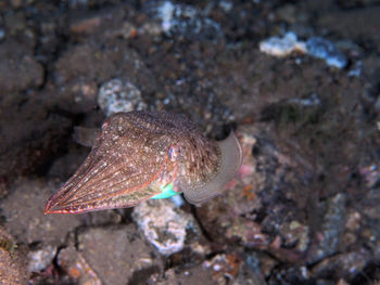 Close-up of fish swimming in sea