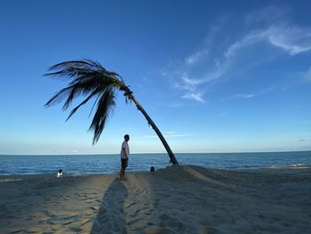 Scenic view of palm tree on beach against sky