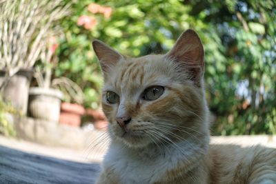 Close-up portrait of cat