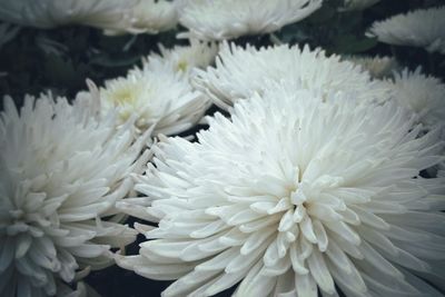 Close-up of white flowers blooming outdoors