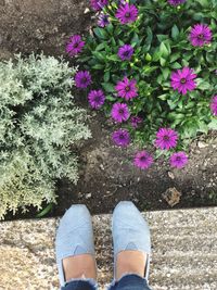 Low section of person standing on pink flowering plants