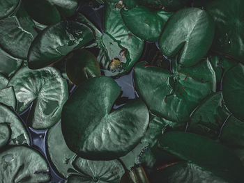 Full frame shot of fresh green leaves
