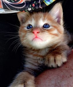 Close-up portrait of cat