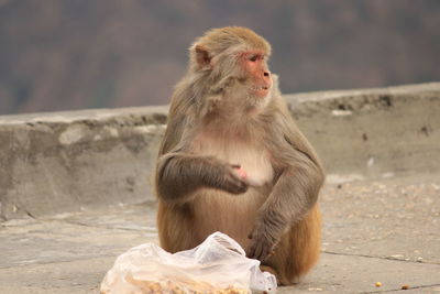 Monkey looking away while sitting on wall