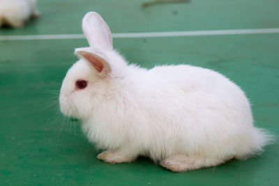 Close-up of white rabbit