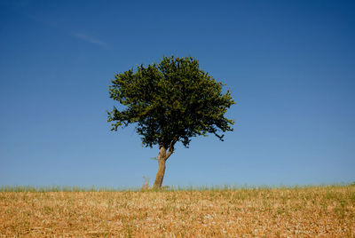 Single tree on field against clear blue sky
