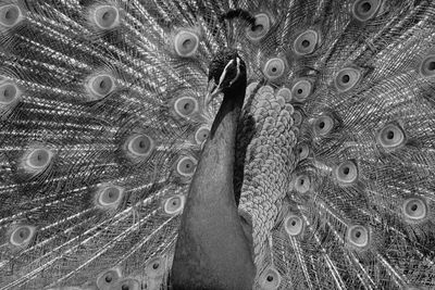 Close-up portrait of peacock