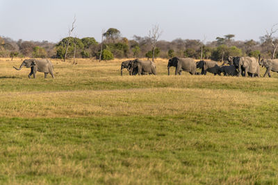 Elephants in a field