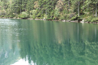 Scenic view of lake in forest