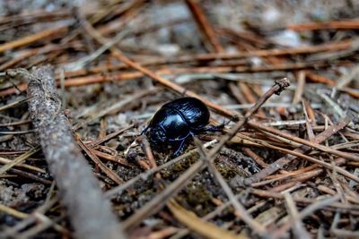 Close-up of insect on field