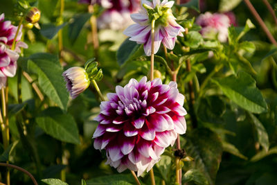 Close-up of pink flowering plant