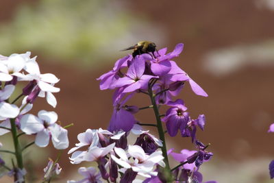 Close-up of bee pollinating on purple flower