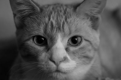 Close-up portrait of cat