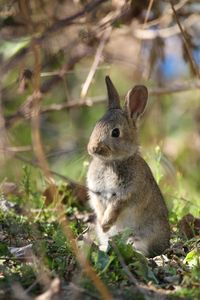 Close-up of squirrel