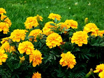 Close-up of yellow flowers blooming in field