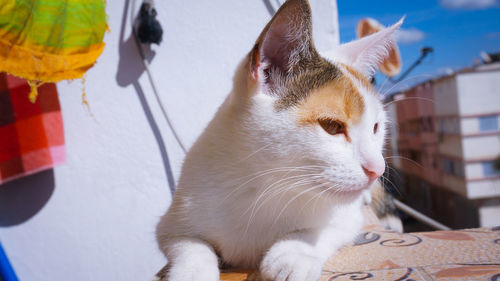 Close-up of cat in balcony