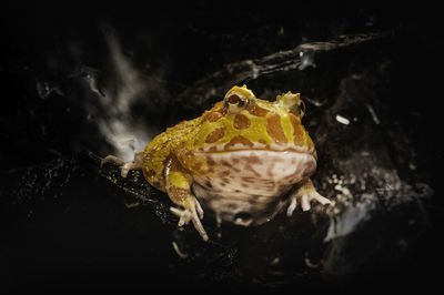 Close-up of frog in water