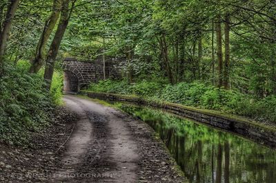 View of trees along stream