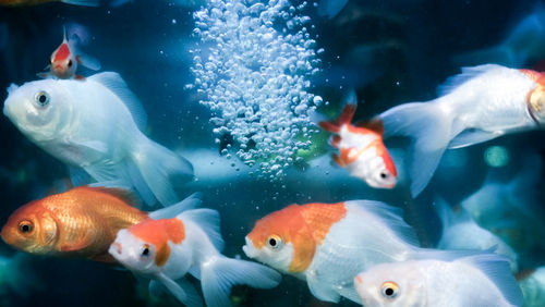 Goldfish swimming in aquarium