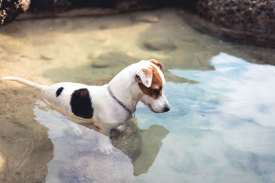 High angle view of dog in lake