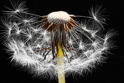 Close-up of dandelion against black background