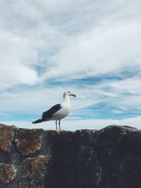 Low angle view of seagull perching on rock against cloudy sky