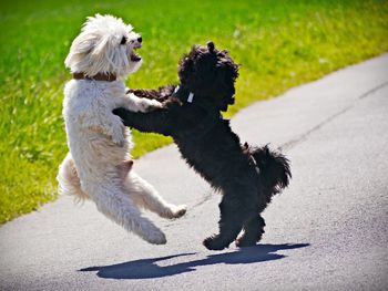 View of dog running