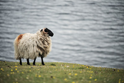 View of a sheep