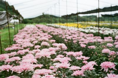 Close-up of pink flowering plants in greenhouse