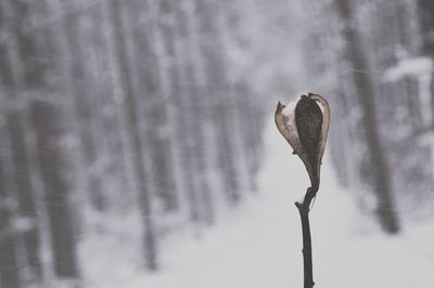 Close-up of snow on tree