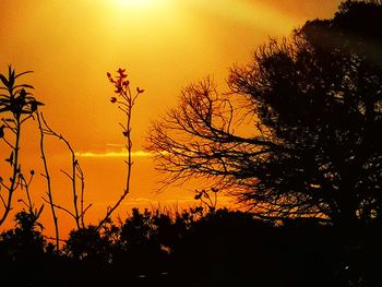 Silhouette trees against orange sky during sunset