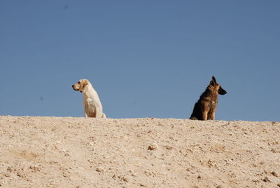 Low angle view of animal against clear blue sky