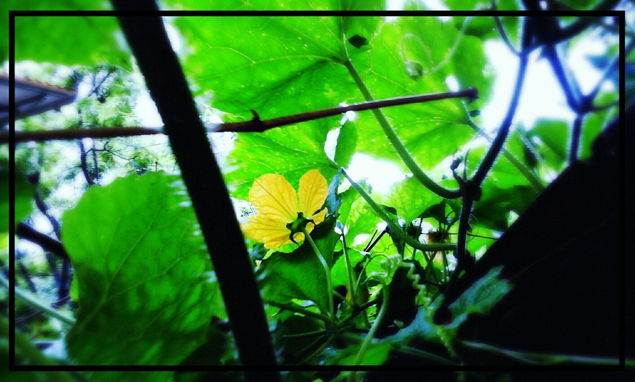 growth, yellow, green color, leaf, flower, transfer print, close-up, focus on foreground, nature, plant, fragility, beauty in nature, freshness, auto post production filter, day, sunlight, outdoors, green, petal, no people