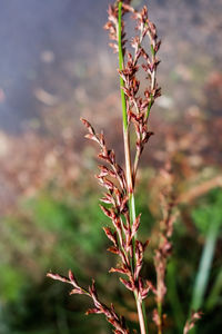 Close-up of flowering plant on field