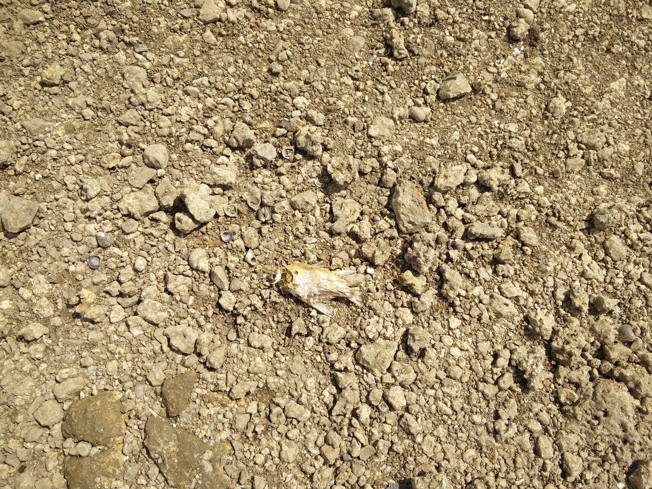 HIGH ANGLE VIEW OF LIZARD ON A FIELD