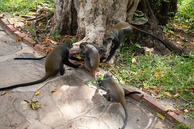 Monkeys in a forest