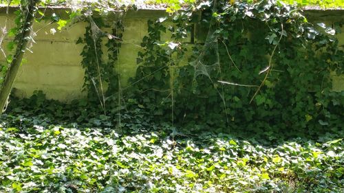 Plants growing on tree