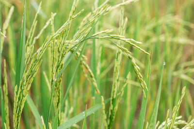 Close-up of stalks in field