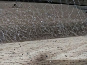 Close-up of lizard on wood