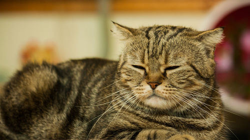 Close-up of a cat with eyes closed