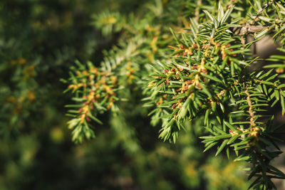 Close-up of pine tree