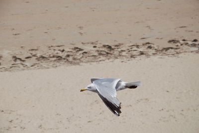 Close-up of seagull flying