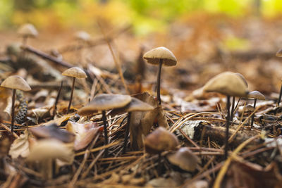 mushroom
