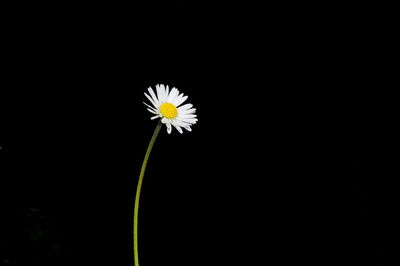 Close-up of white daisy against black background