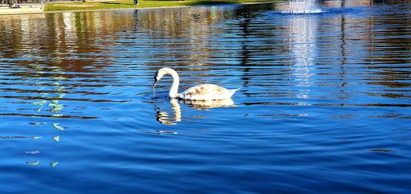 View of swan swimming in lake